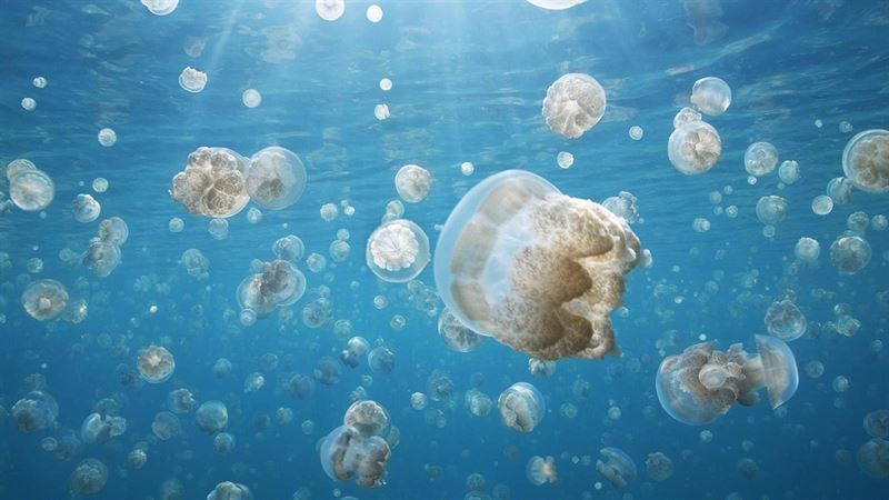 Picaduras de medusas